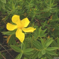 Hypericum mysurense Wall. ex Wight & Arn.